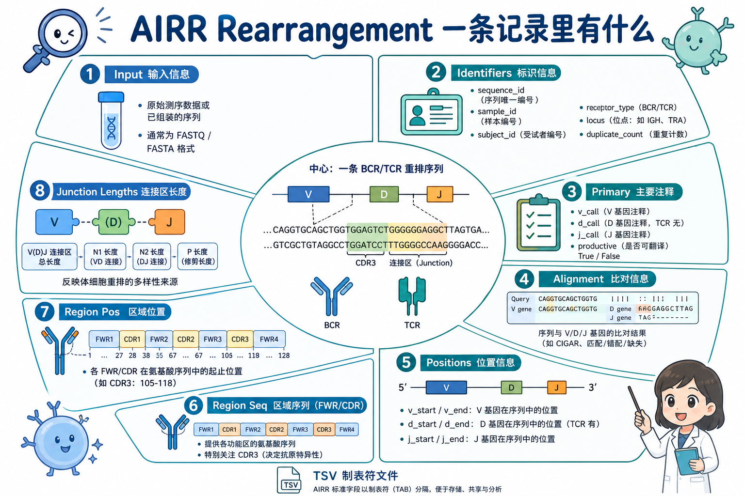 AIRR Rearrangement 记录的八类字段分区(科普示意)