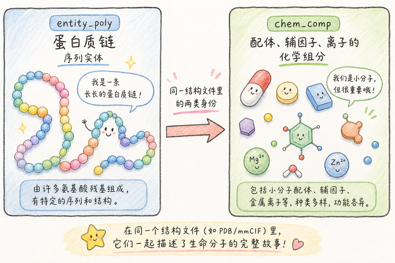 聚合物实体 entity_poly 与化学组分 chem_comp 分工(科普手绘漫画风,非官方原图)
