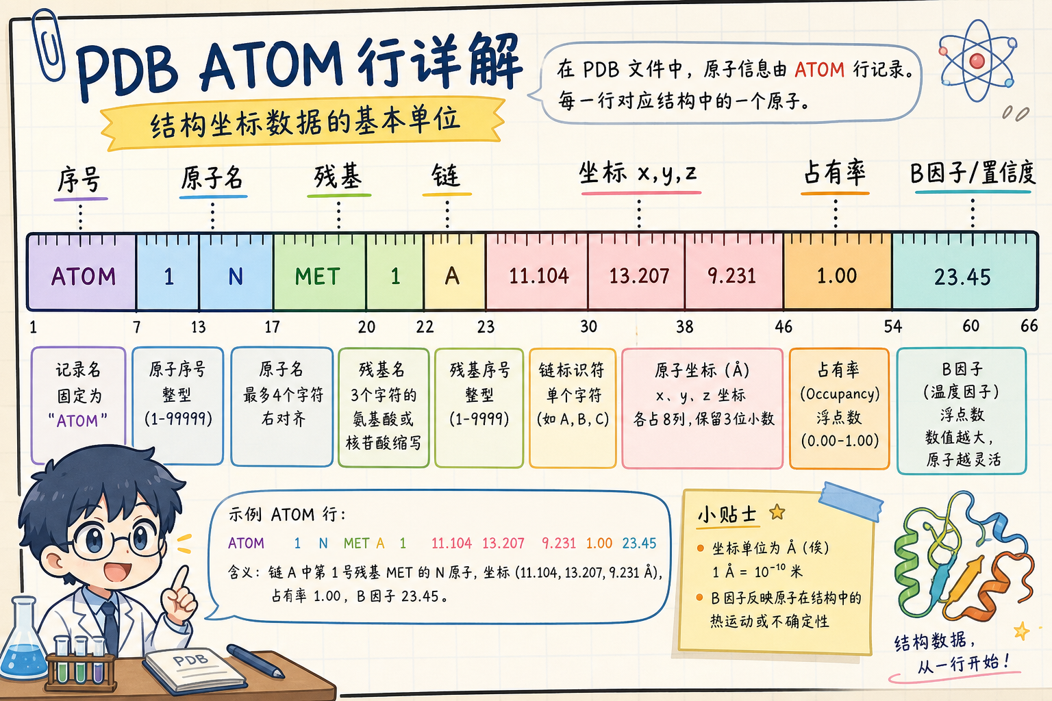 PDB ATOM 行字段分区示意(科研动漫风示意图,非官方原图)