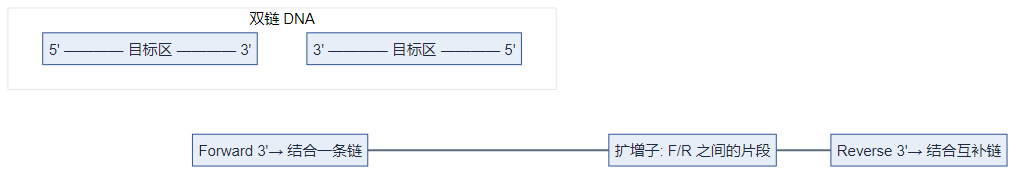 上下游引物相向结合、中间为扩增子(逻辑图)
