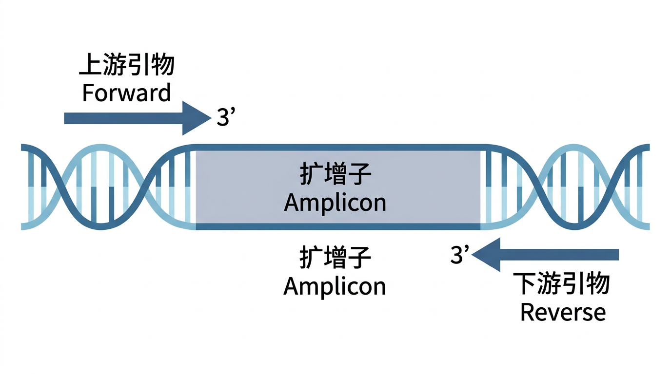 引物对:上下游相向结合,中间为扩增子