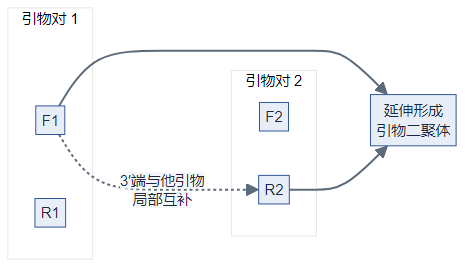 跨对 3′ 互补可延伸形成引物二聚体(逻辑图)