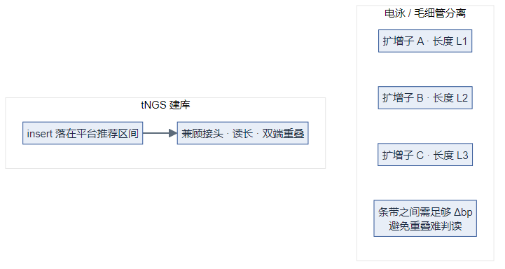 电泳条带间距与 tNGS insert/接头约束(逻辑图)