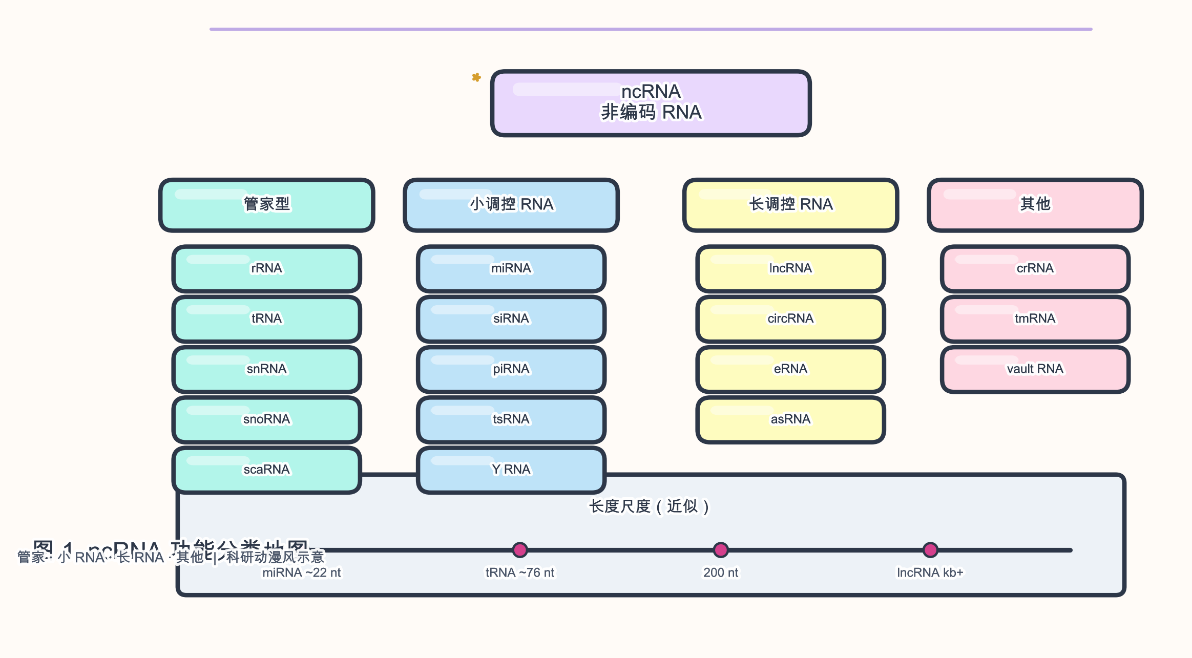 图 1 ncRNA 按功能与长度的分类示意