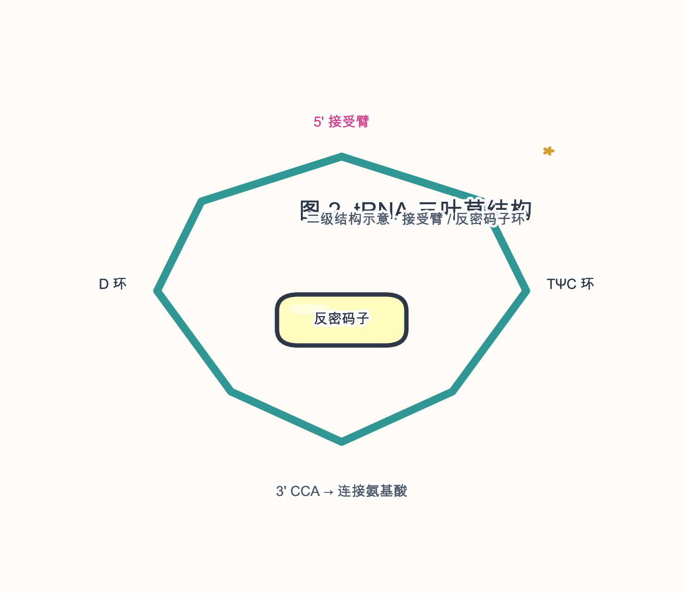 图 2 tRNA 三叶草二级结构示意