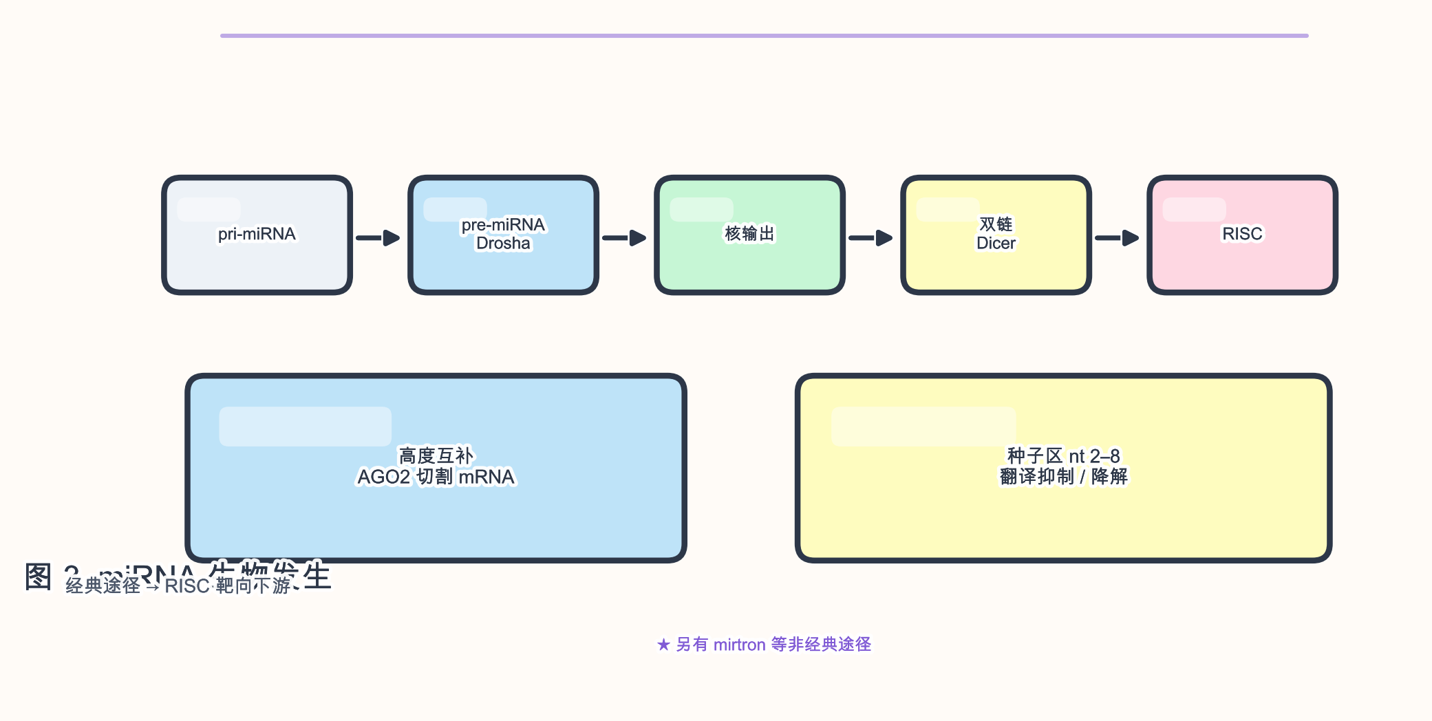 图 3 miRNA 典型生物发生与 RISC 靶向下游模式
