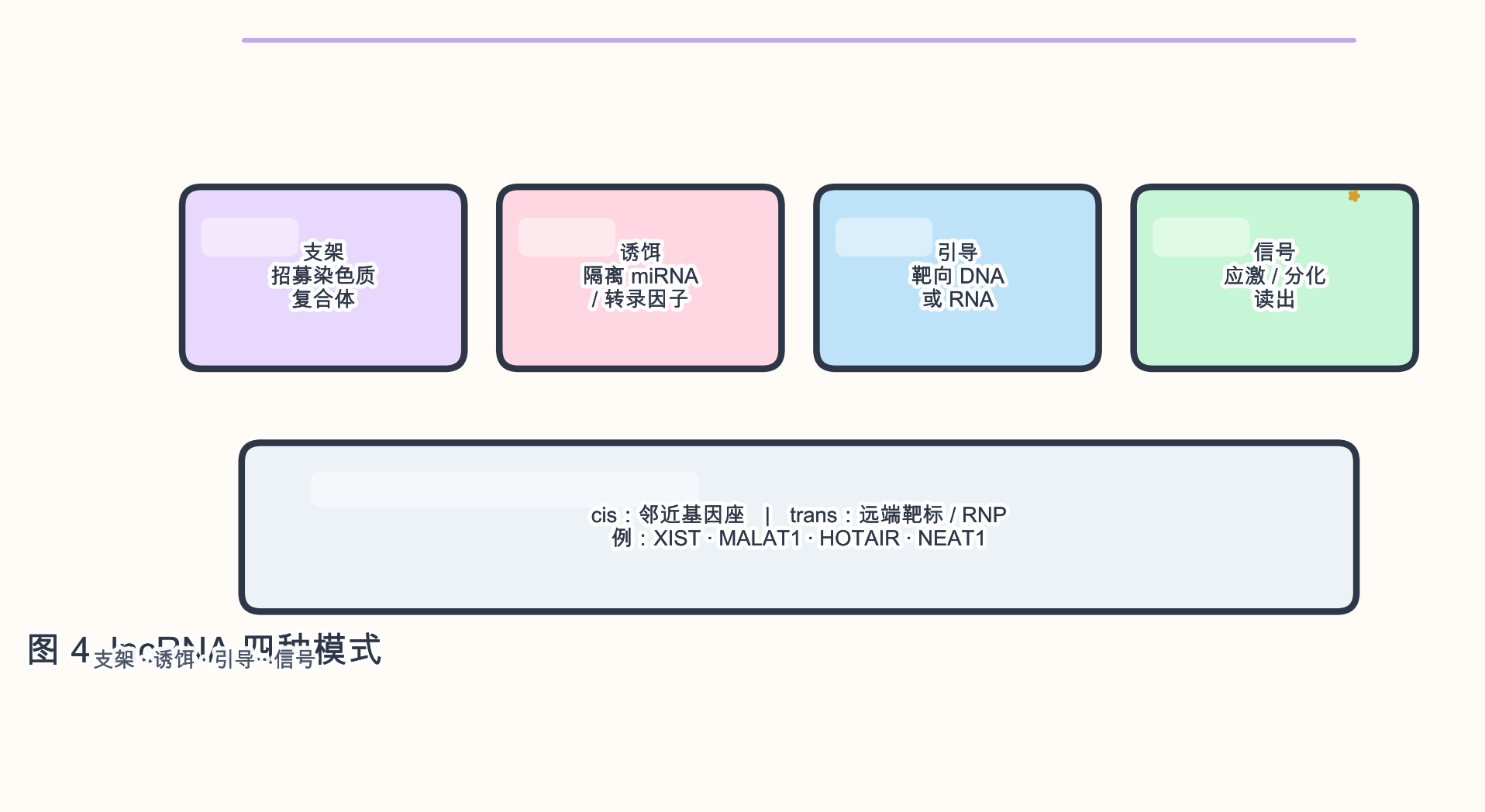 图 4 lncRNA 常见作用模式(cis/trans、支架/诱饵/引导/信号)