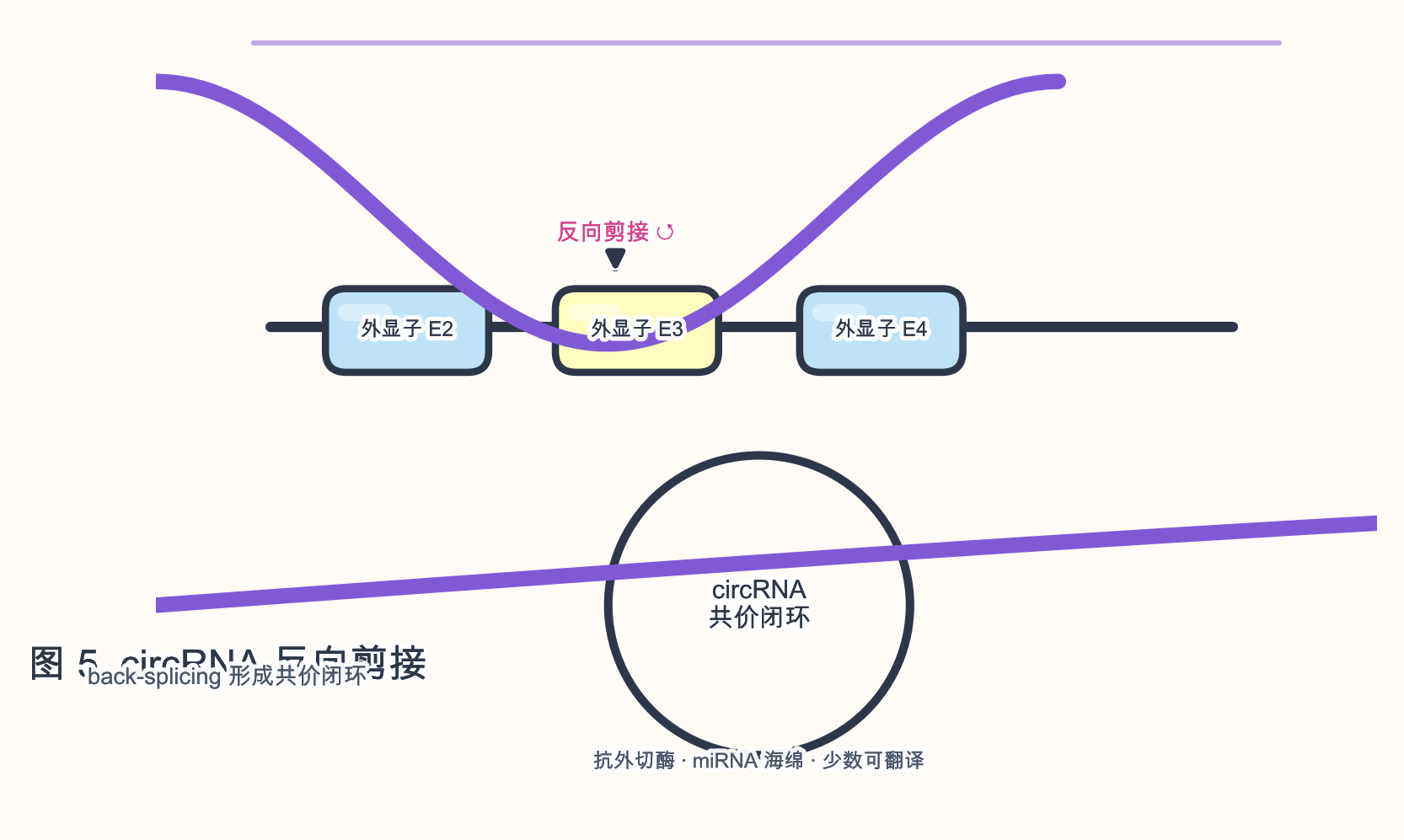 图 5 circRNA 反向剪接与功能示意