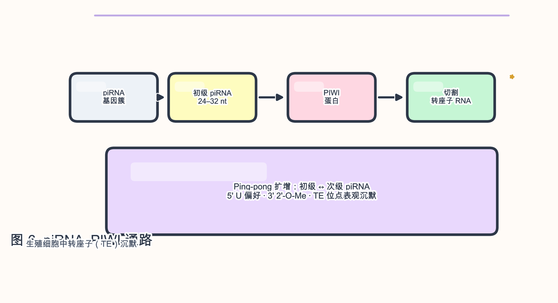 图 6 piRNA–PIWI 与转座子沉默(简化)