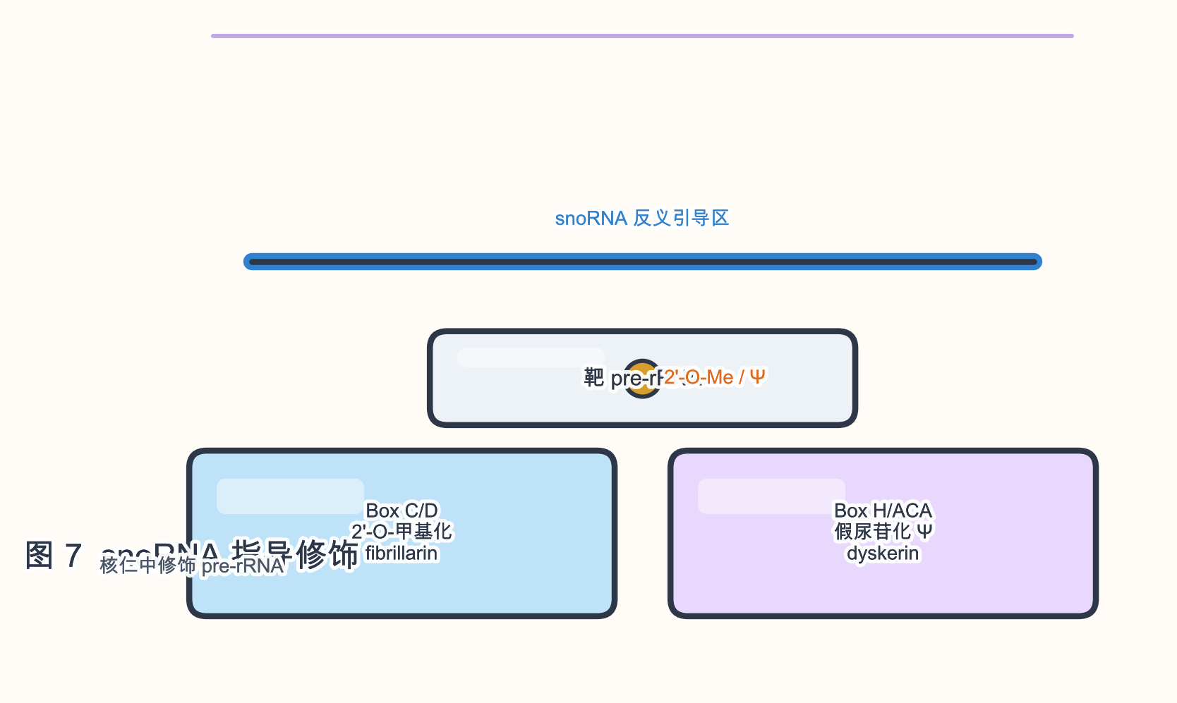 图 7 snoRNA 指导 rRNA 修饰(C/D 与 H/ACA)示意