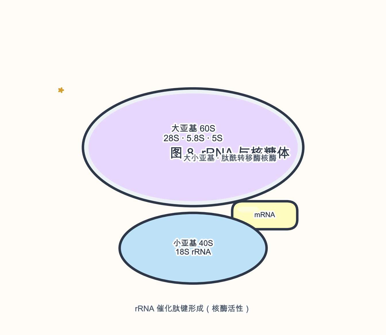 图 8 rRNA 在核糖体亚基中的位置与催化角色示意