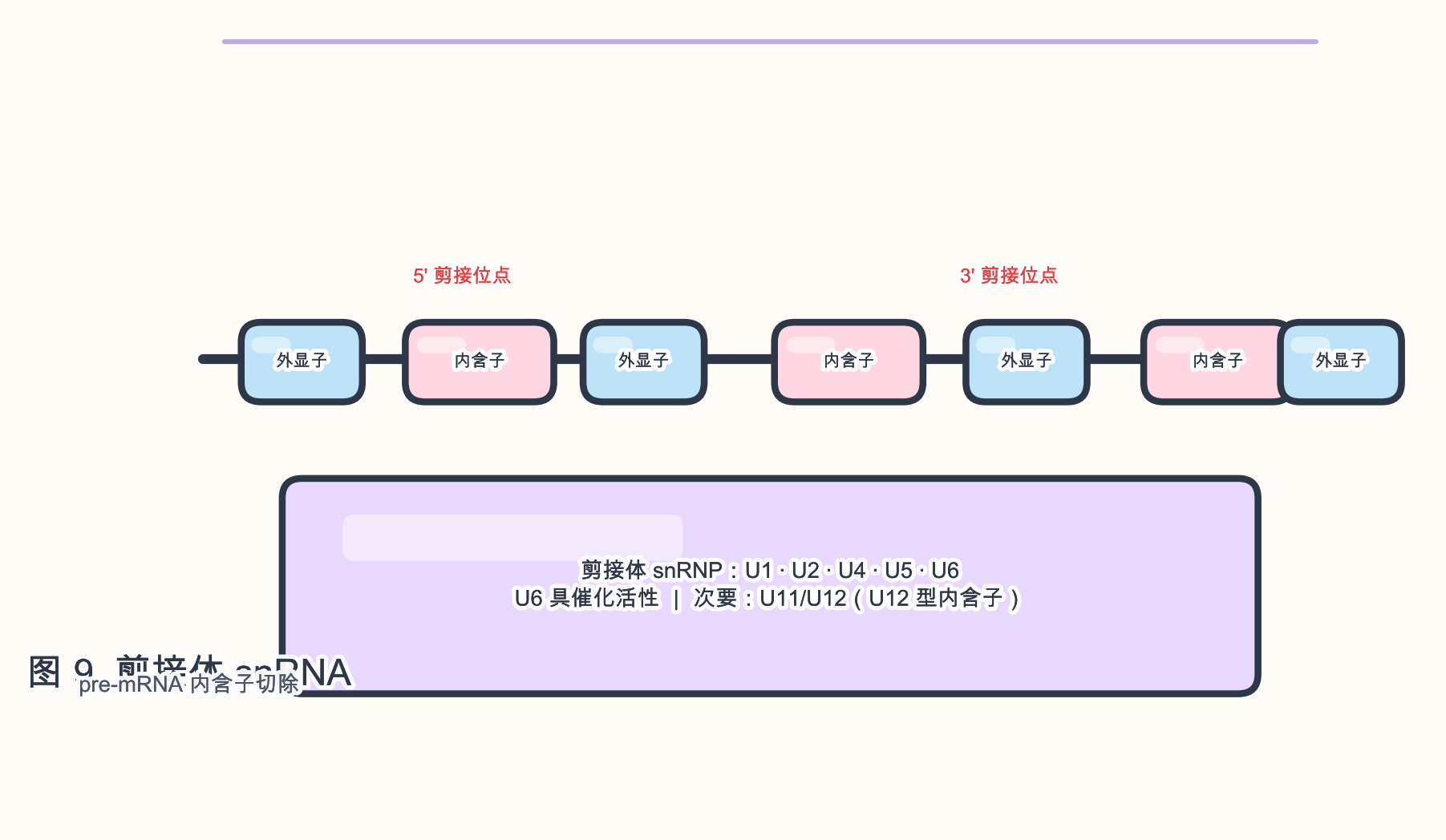 图 9 剪接体 snRNA 与 pre-mRNA 剪接概念