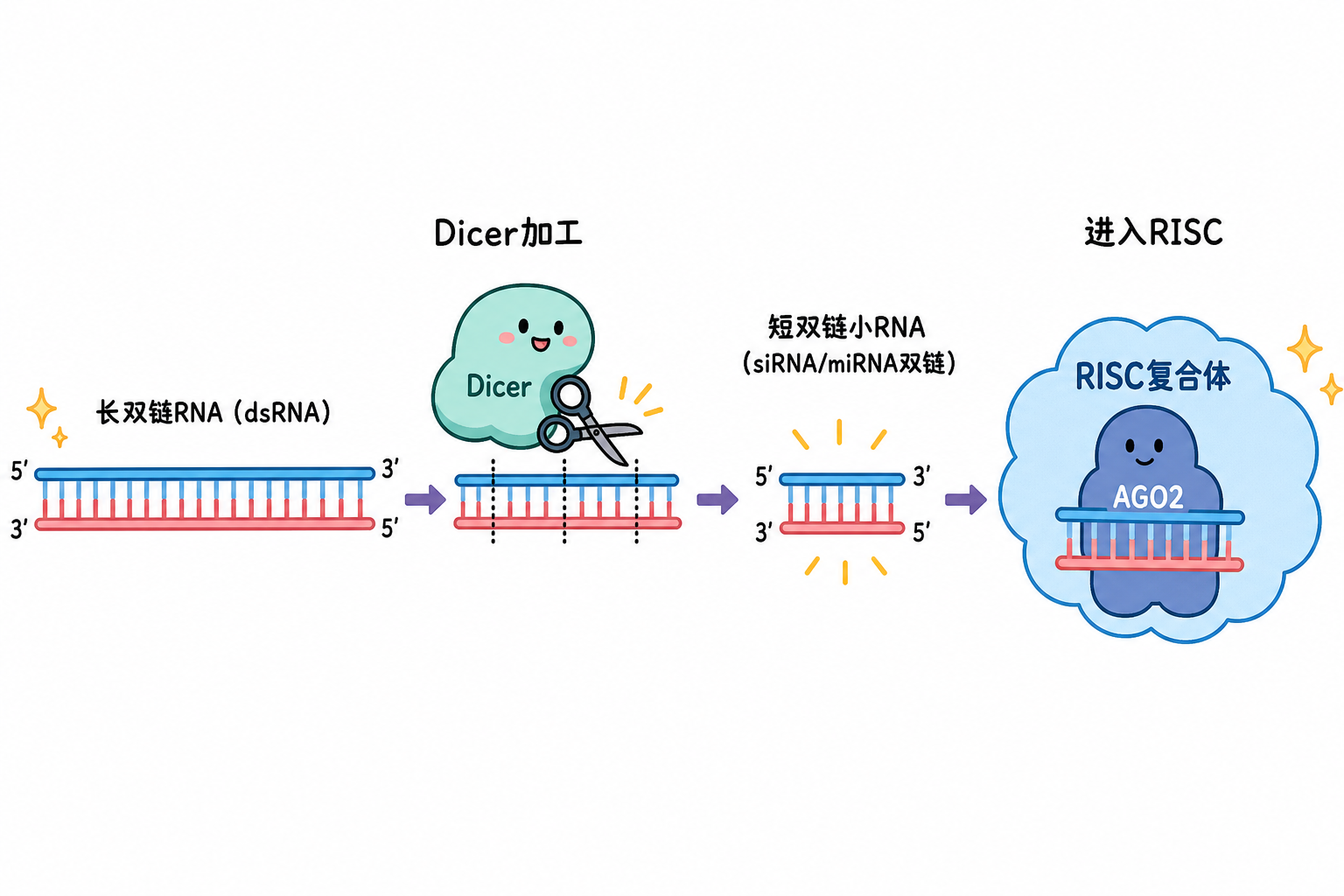Dicer 加工长 dsRNA 与短双链进入 RISC 的概念时间轴(科普示意,非论文原图)