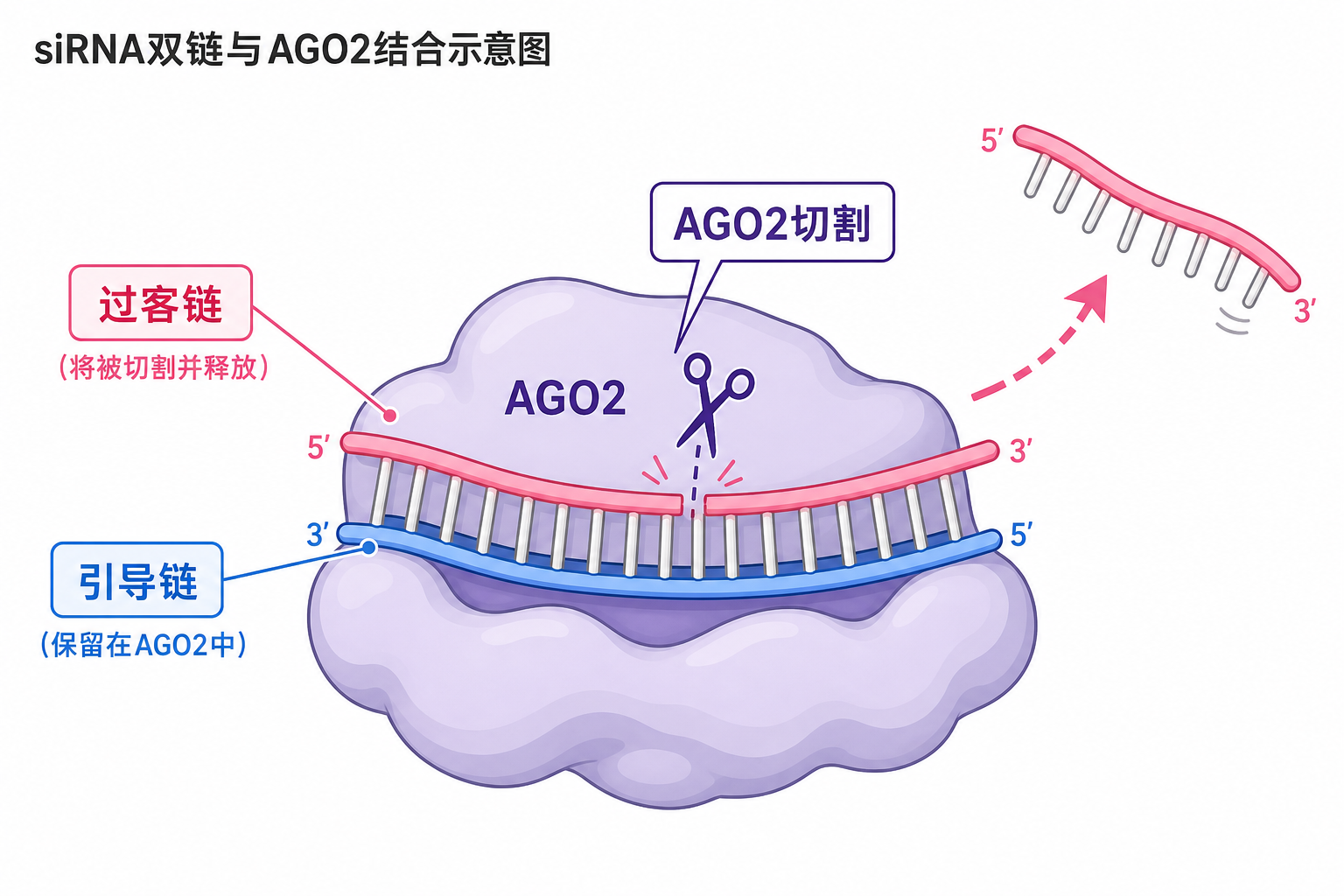 双链装载、AGO2 切割过客链与引导链保留(科普示意,非论文原图)