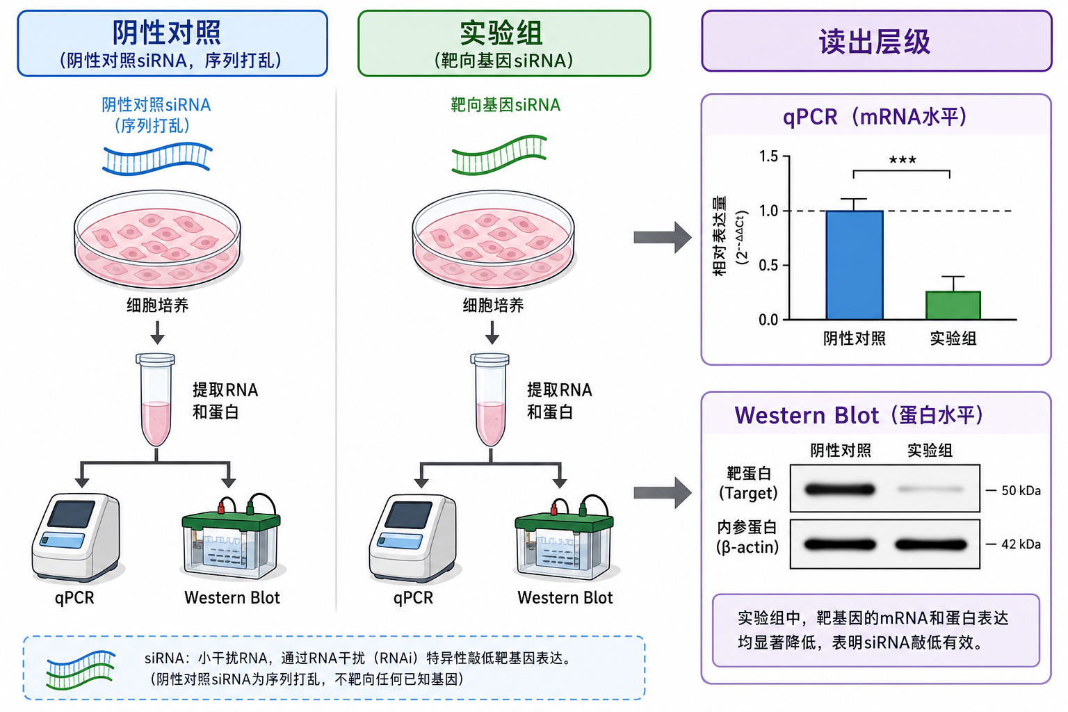 阴性/阳性对照与 qPCR、Western 读出层级(科普示意,非论文原图)