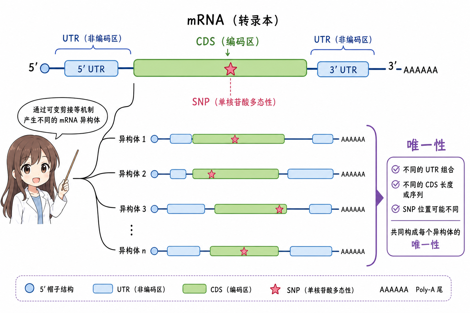 CDS 与 UTR、SNP 与多转录本唯一性直觉(科普示意,非论文原图)