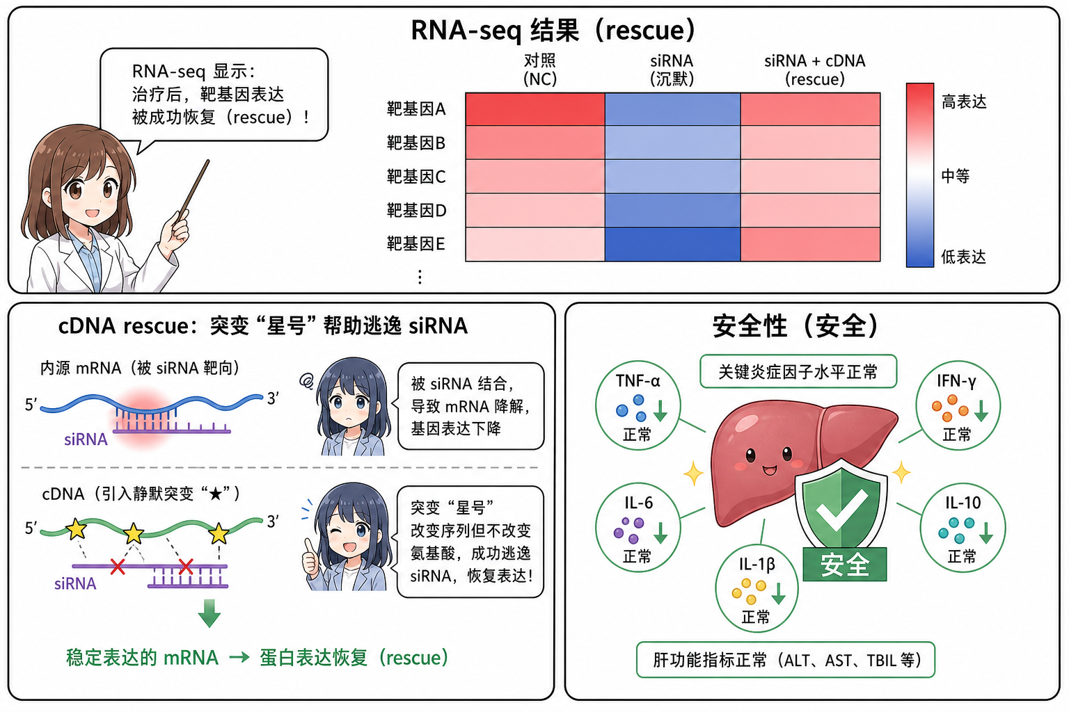 RNA-seq 验证流程与 rescue 突变示意及安全维度小多格(科普示意,非论文原图)