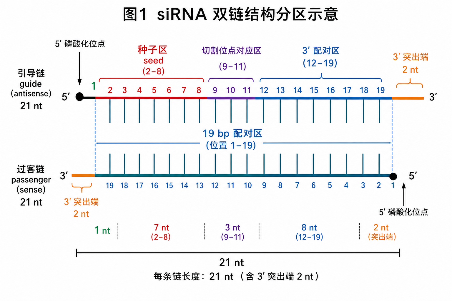 图 1 标准 siRNA 双链的六类结构区域与长度标注(科普示意,非论文原图)