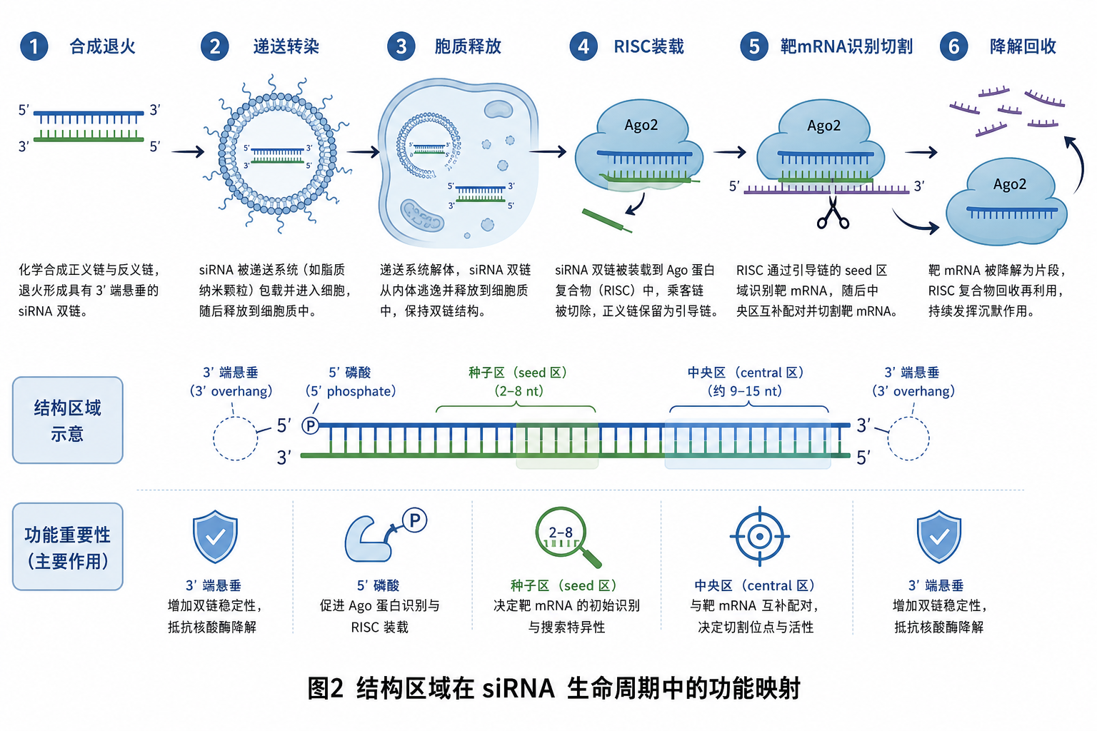 图 2 结构区域在 siRNA 生命周期各阶段的功能映射(科普示意,非论文原图)