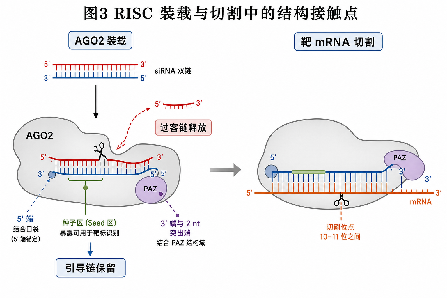 图 3 RISC 装载与靶 mRNA 切割中的结构接触点(科普示意,非论文原图)