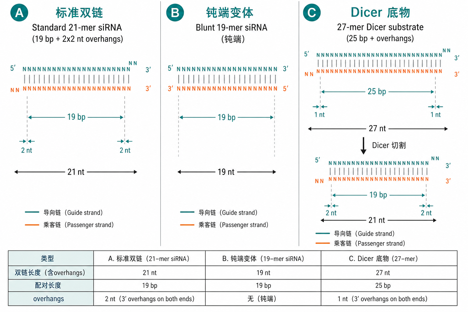 图 4 标准 21-mer、钝端与 27-mer Dicer 底物对照(科普示意,非论文原图)