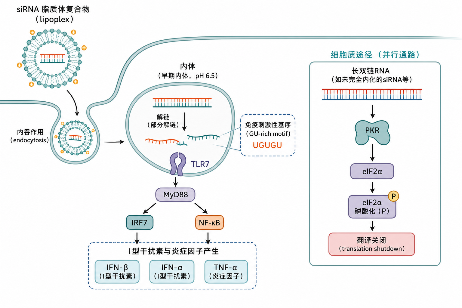 图 1 siRNA 在内体经 TLR7/8 识别与胞质 PKR 应答的简化通路(科普示意,非论文原图)