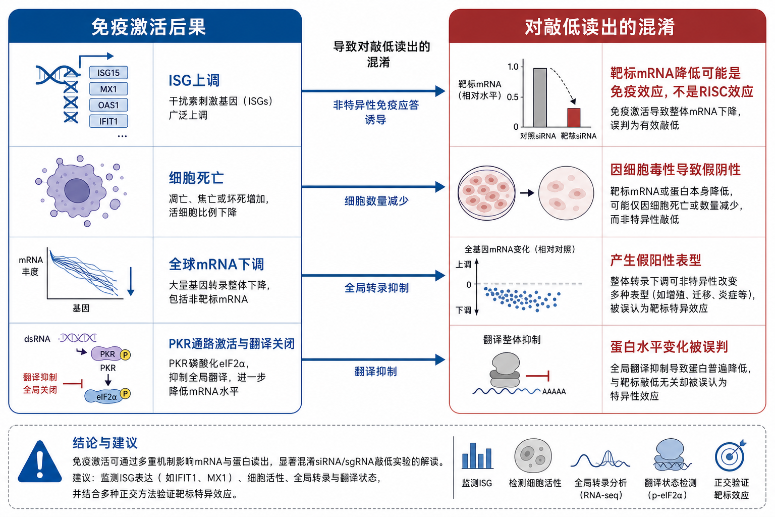 图 2 免疫激活如何混淆敲低与表型读出(科普示意,非论文原图)