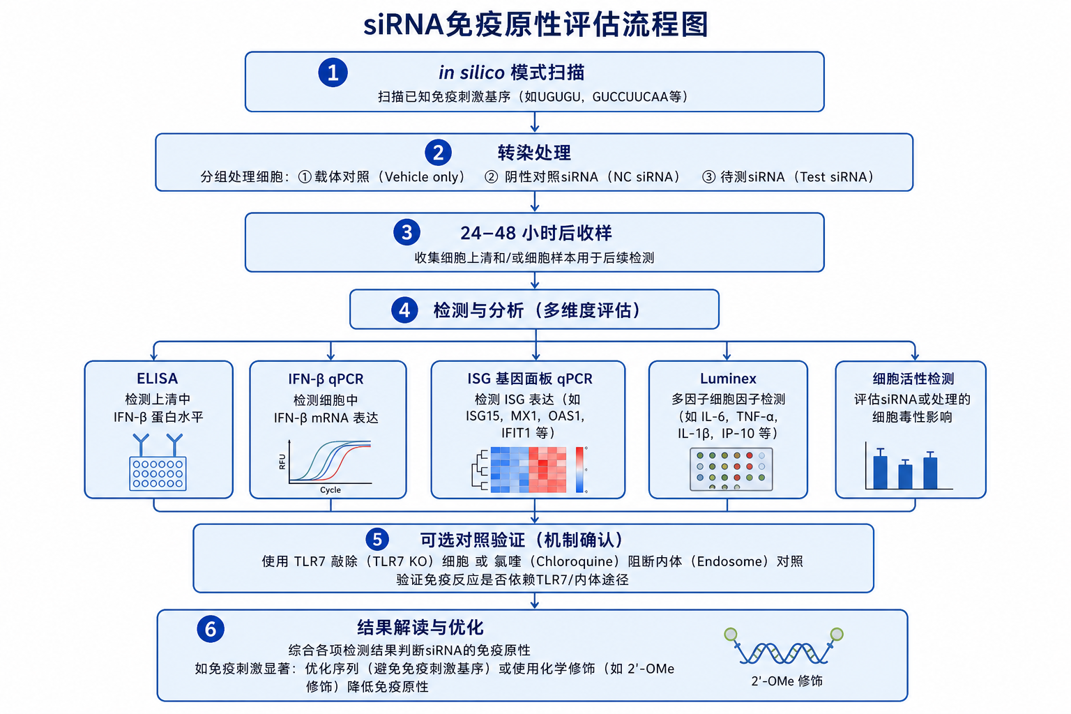 图 3 siRNA 免疫原性评估流程(科普示意,非论文原图)