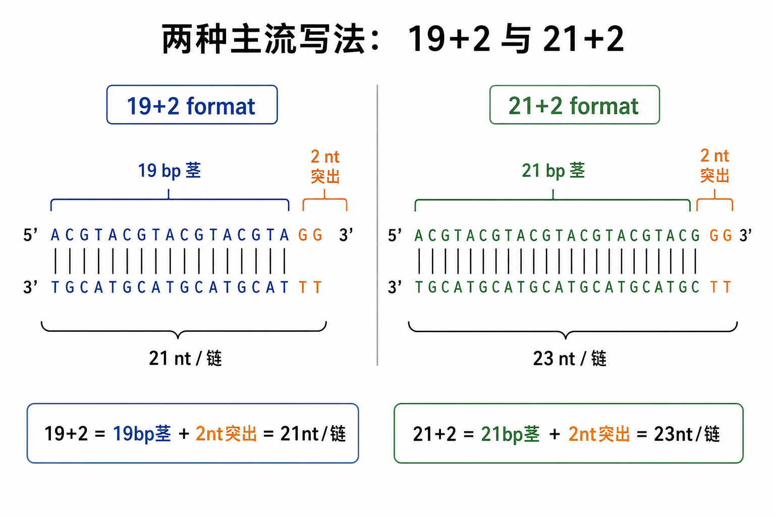 图 1 19+2 与 21+2 的结构示意与单链长度(科普示意,非论文原图)