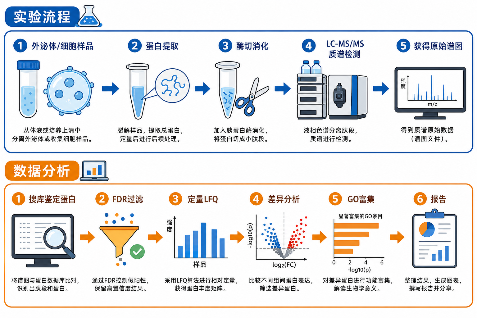 图 1 蛋白质组学实验与数据分析全流程(入门示意)