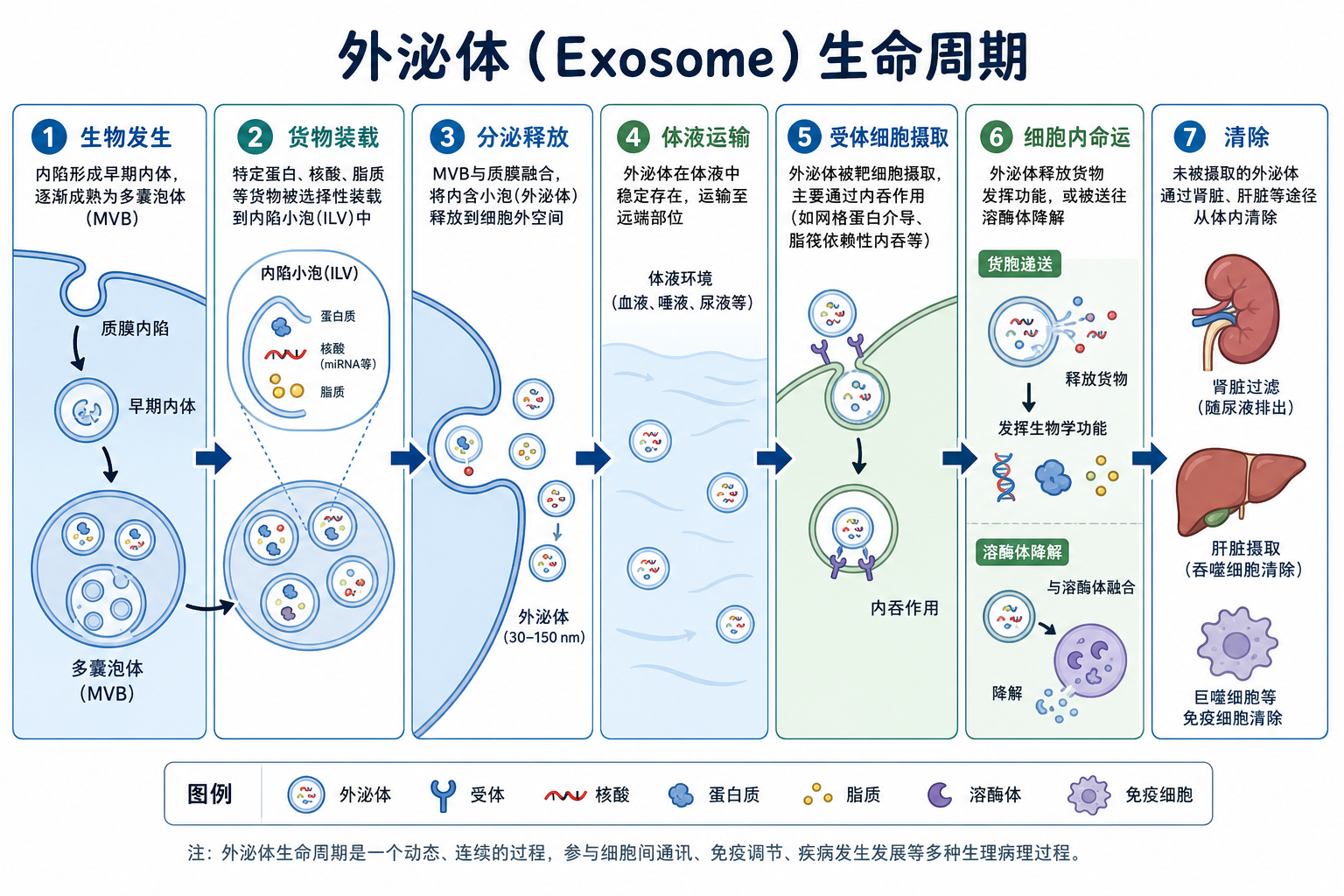 图 1 外泌体整体生命周期