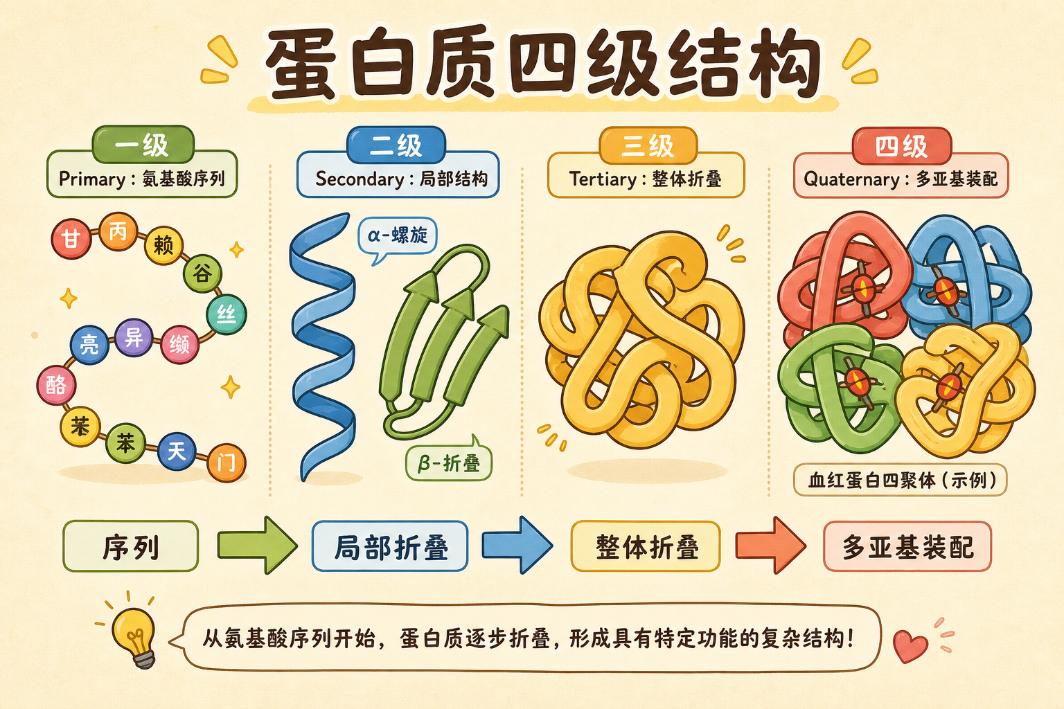 图 1 蛋白质四级结构总览:序列 → 局部折叠 → 单链三维 → 多亚基装配