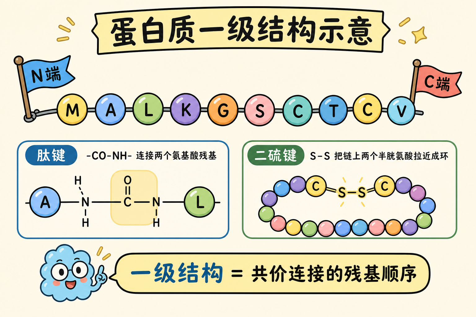 图 2 一级结构:肽链顺序、N/C 端与二硫键