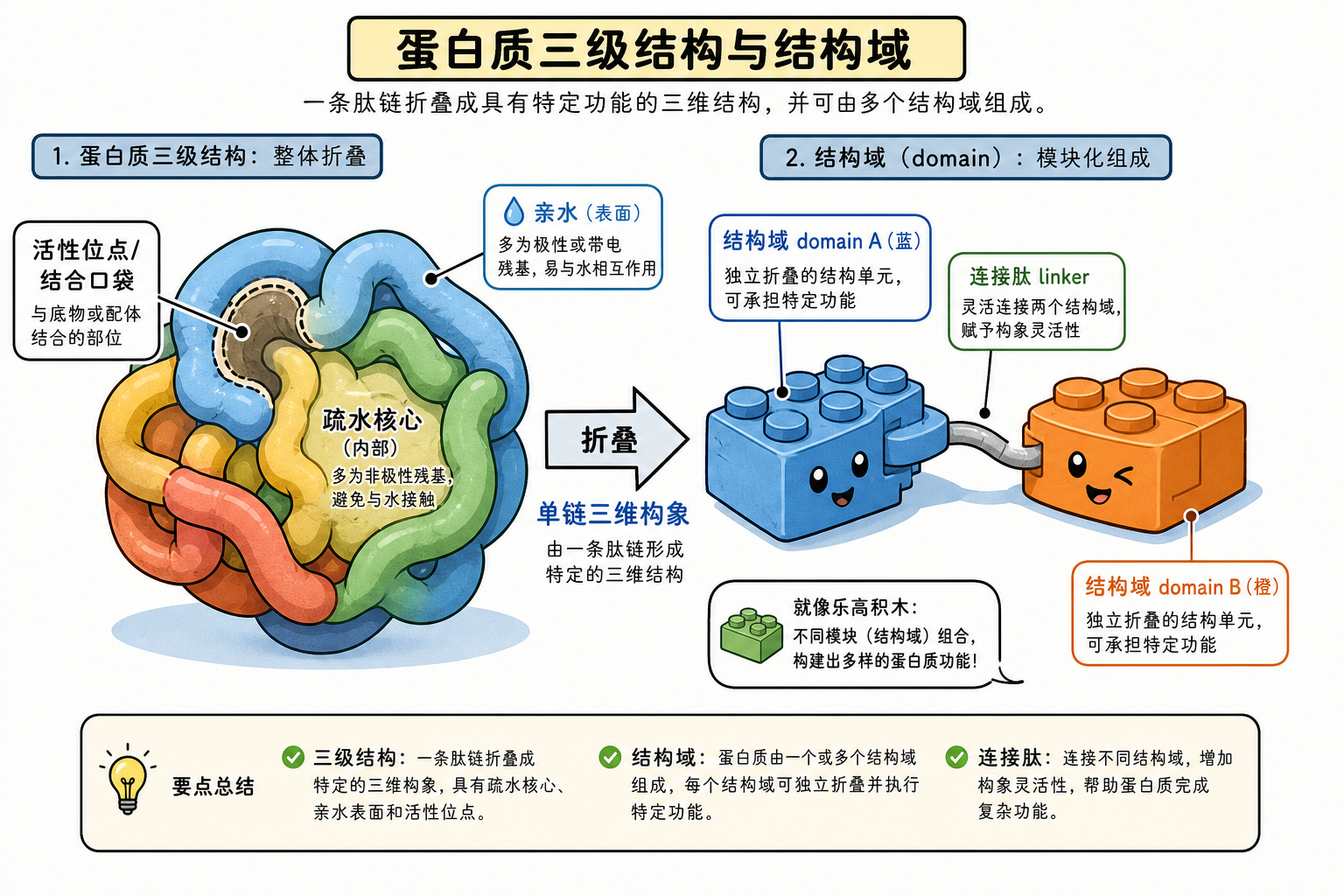 图 4 三级结构:单链折叠、疏水核、口袋与结构域