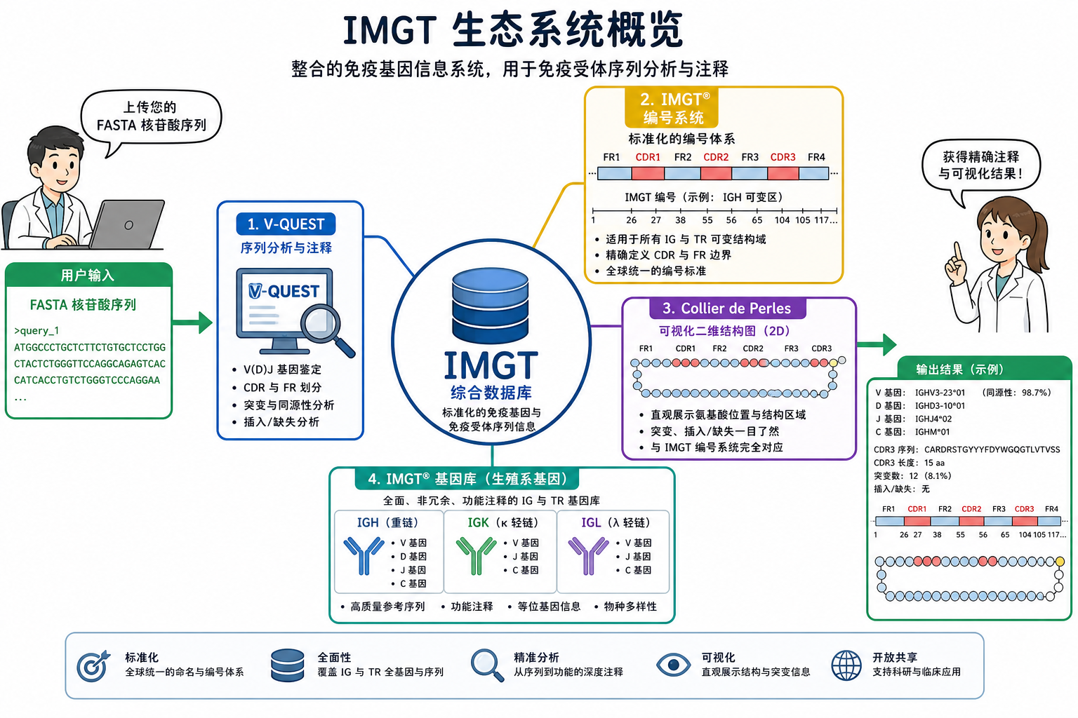 图 1 IMGT 生态:数据库、唯一编号与 V-QUEST 等在线工具的关系(科普示意)