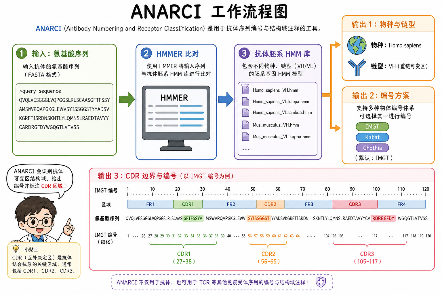 图 1 ANARCI 工作流:氨基酸序列 → HMM 比对 → 链型/物种/编号(科普示意)
